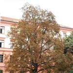 Významné stromy Prahy 10 - přednáška