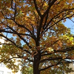 Dendrologická vycházka na rozhraní Malešic a Strašnic