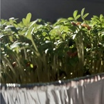 Pěstujeme na balkoně, terase, v truhlíku